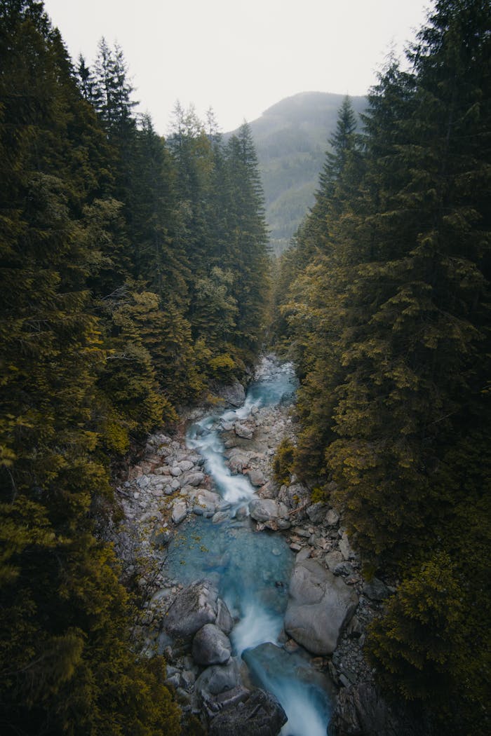Aerial view of a tranquil river flowing through a dense forest in Zakopane, Poland.